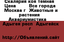 Скалярия коя темная › Цена ­ 50 - Все города, Москва г. Животные и растения » Аквариумистика   . Адыгея респ.,Адыгейск г.